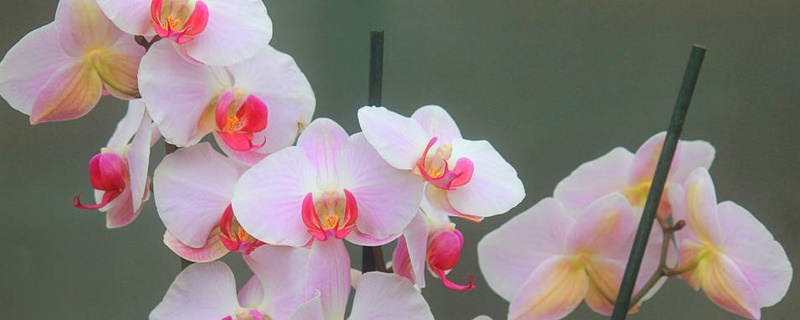 白色兰花的花语 白色兰花的花语