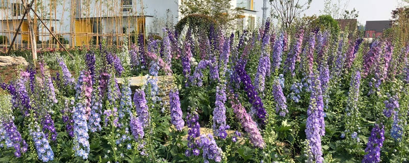 翠雀花语和传说 翠雀花语和传说