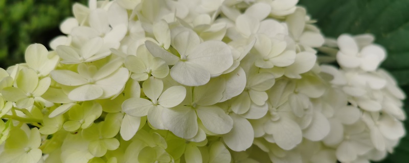 白色绣球花花语 白色绣球花花语