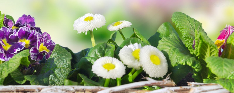 白雏菊花语是什么意思 白雏菊花语是什么意思