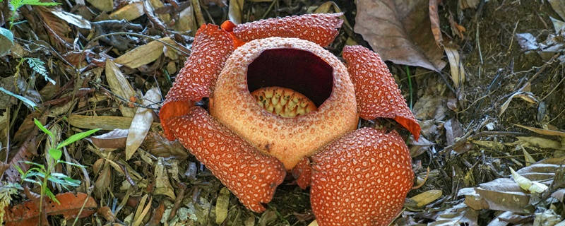 大王花花语 大王花花语