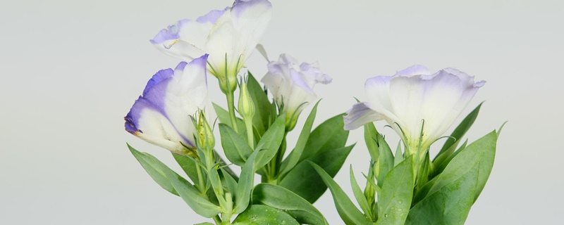 白洋桔梗花的花语 白洋桔梗花的花语