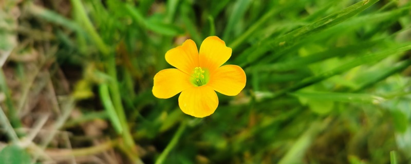 百慕奶油花的花语 百慕奶油花的花语