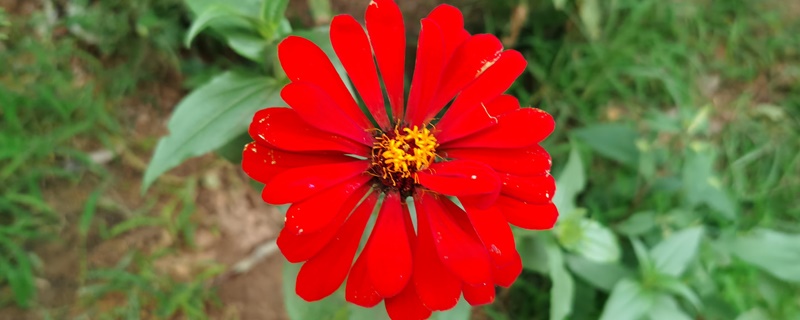 百日菊花语 百日菊花语