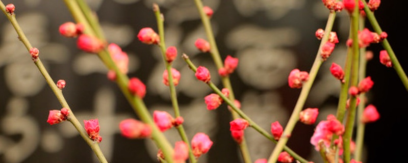 澳梅花花语的意思 澳梅花花语的意思