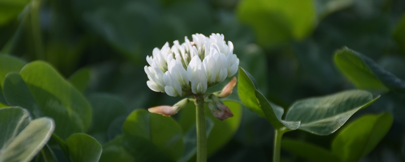 白车轴草花语 白车轴草花语