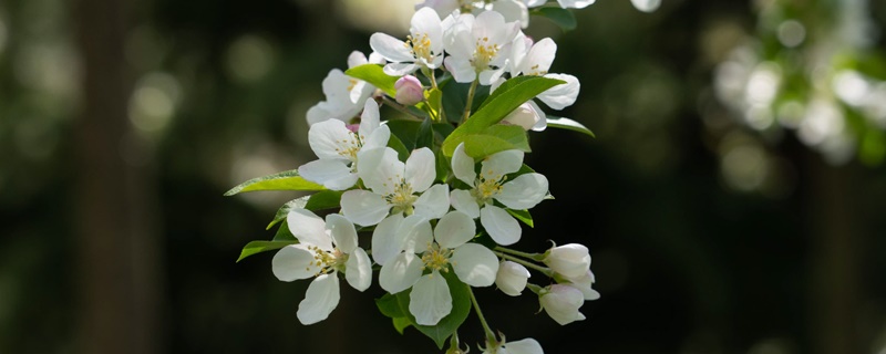 白海棠花语 白海棠花语