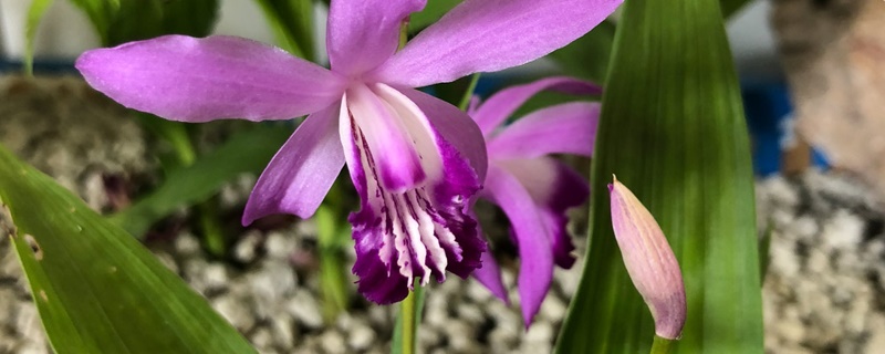 白芨的花语