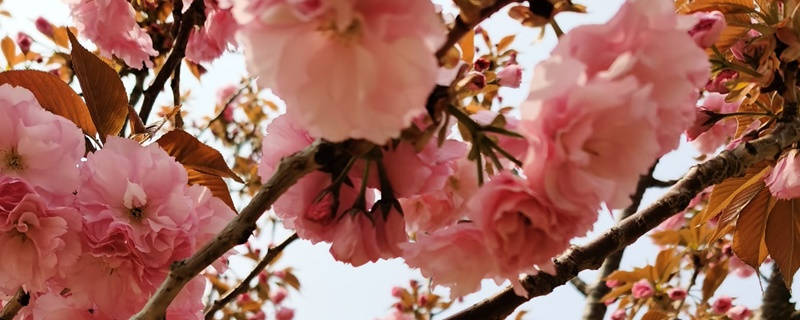 冬樱花花语 冬樱花花语