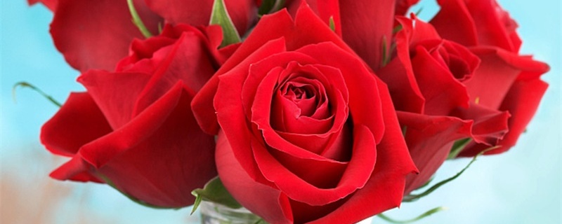 13朵红玫瑰花语是什么意思 13朵红玫瑰花语是什么意思