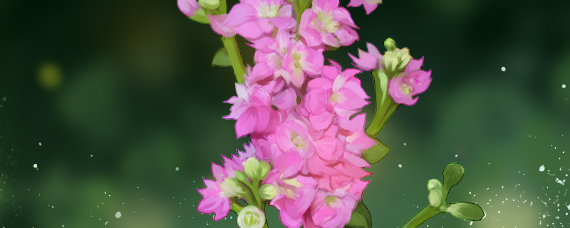 紫罗兰花的花语是什么 紫罗兰花的花语是什么