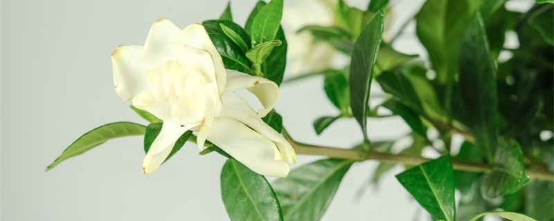 栀子花的花语 栀子花的花语