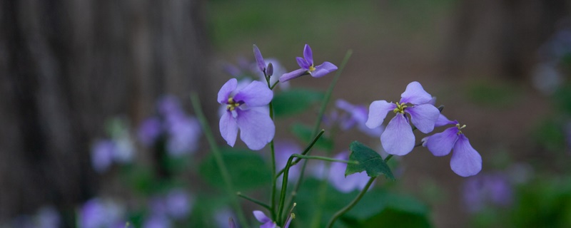 二月兰花语 二月兰花语