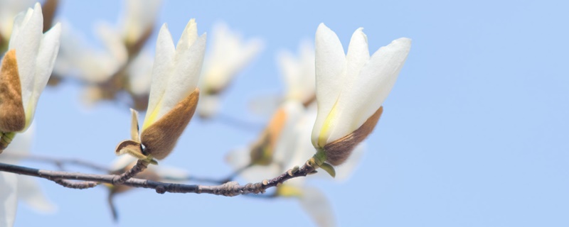 白兰花花语 白兰花花语