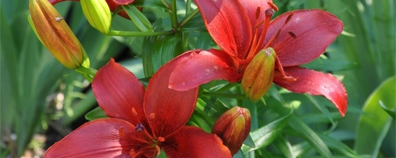 火百合花语 火百合花语