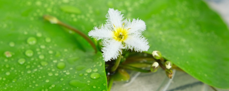 金银莲花花语 金银莲花花语