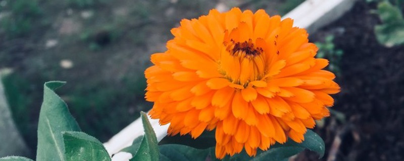 金盏花花语是什么 金盏花花语是什么