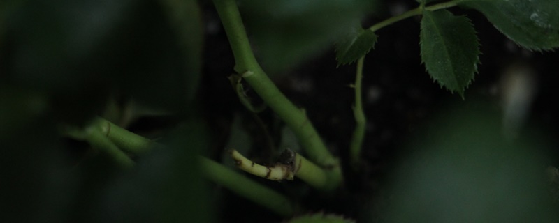 荆棘花的花语是什么 荆棘花的花语是什么