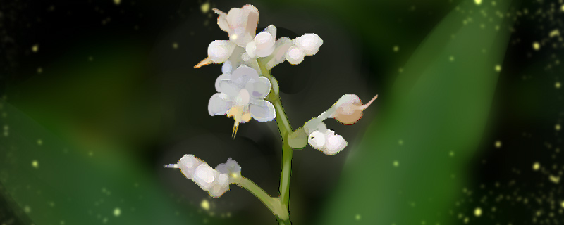 杜若花的花语 杜若花的花语