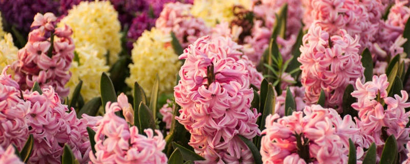 粉色风信子花语 粉色风信子花语