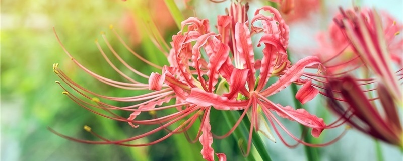 红色彼岸花的花语在中国是什么 红色彼岸花的花语在中国是什么