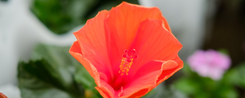 红色扶桑花的花语