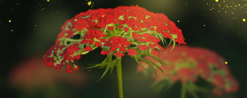 红色雪珠花花语 红色雪珠花花语
