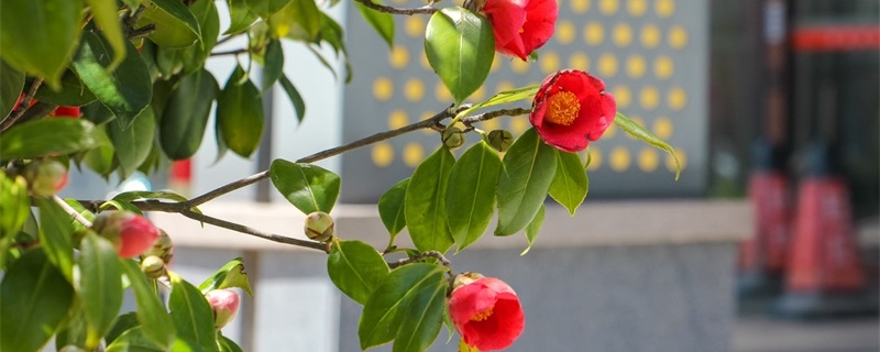 红山茶花的花语 红山茶花的花语