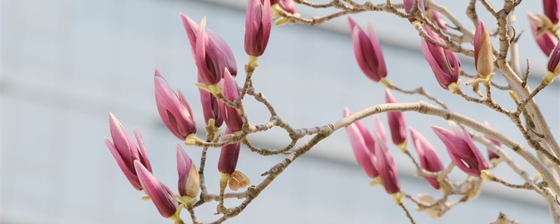 红玉兰花花语 红玉兰花花语