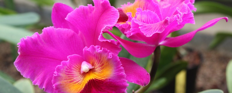 卡特兰红色花语 卡特兰红色花语