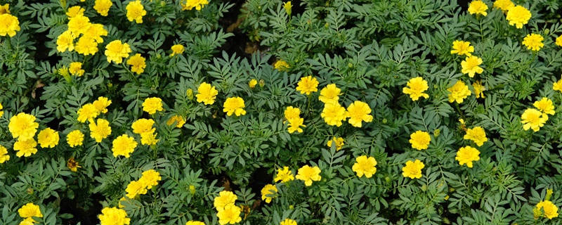 孔雀草花语 孔雀草花语