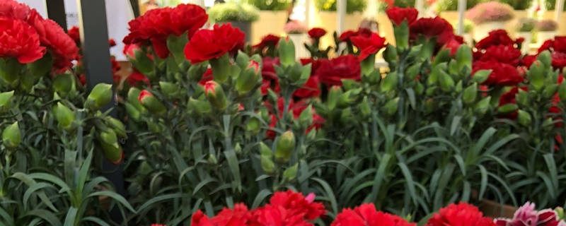 康乃馨红色花语 康乃馨红色花语