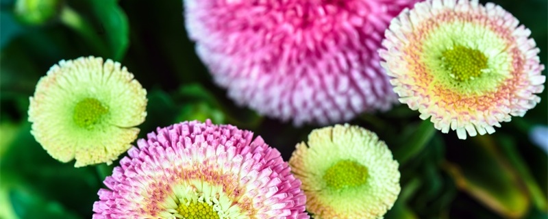 黄色小雏菊的花语和寓意 黄色小雏菊的花语和寓意