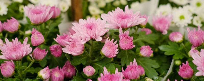 粉色菊花的花语是什么