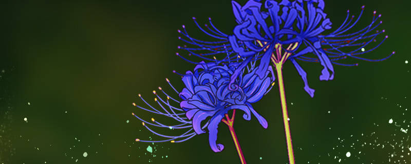 蓝色彼岸花花语是什么 蓝色彼岸花花语是什么