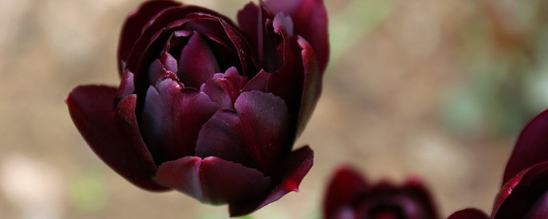 黑郁金香花语 黑郁金香花语