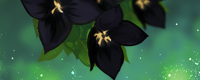 黑色桔梗花的花语 黑色桔梗花的花语