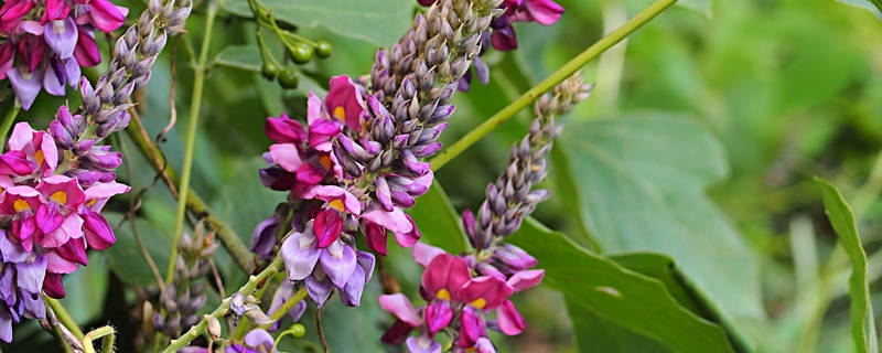 葛藤花花语 葛藤花花语