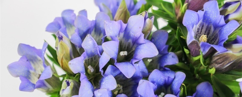 龙胆花花语 龙胆花花语