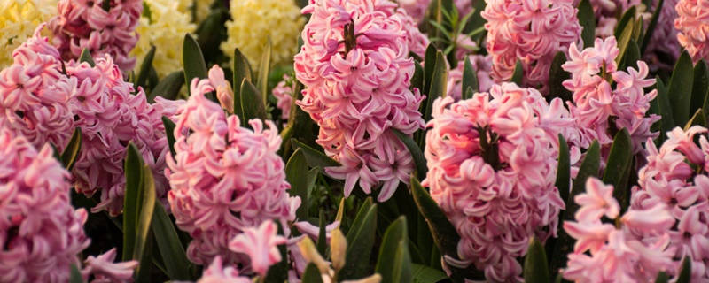 风信花的花语 风信花的花语