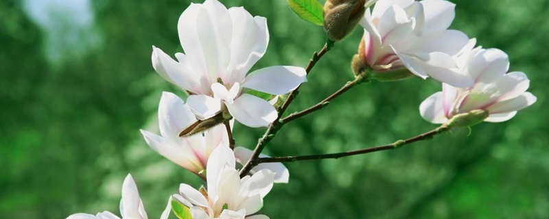 木兰花语和寓意 木兰花语和寓意