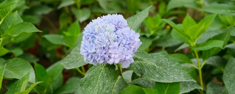 蓝色绣球花语 蓝色绣球花语