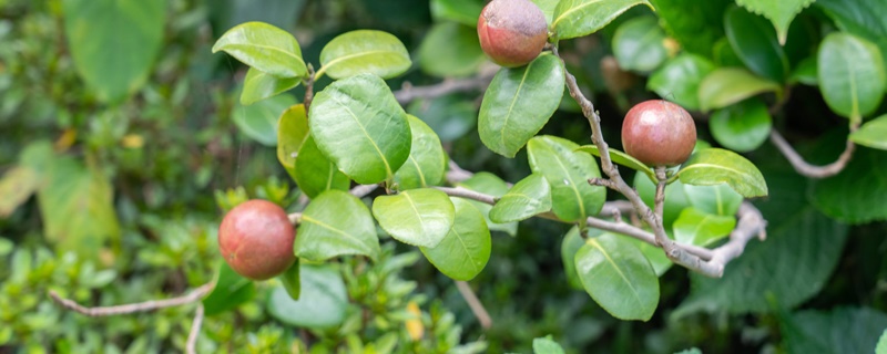 山茶花语是什么意思 山茶花语是什么意思