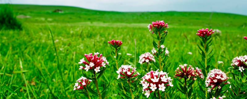 狼毒花花语 狼毒花花语