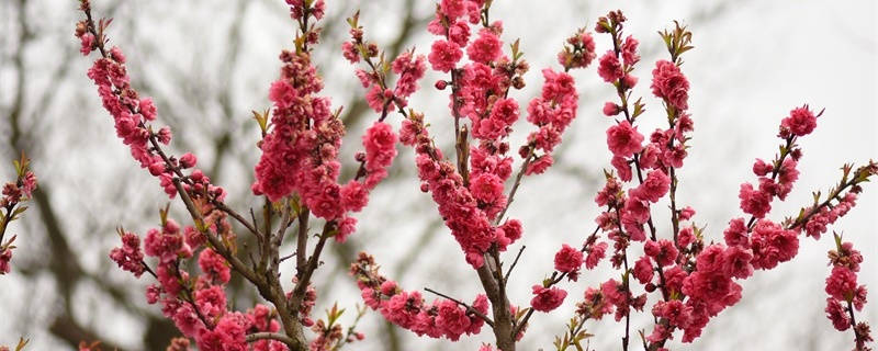红色樱花花语是什么 红色樱花花语是什么