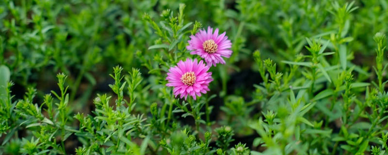 两朵菊花花语 两朵菊花花语