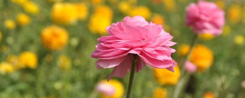毛茛花花语