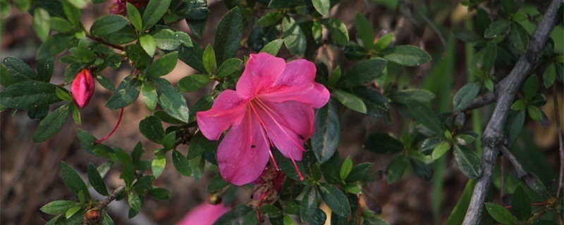 索玛花的花语 索玛花的花语