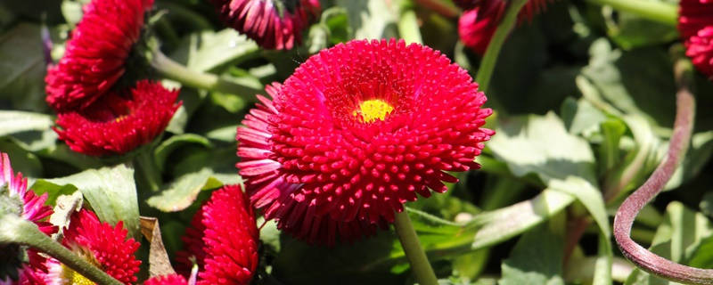 太阳菊花语 太阳菊花语