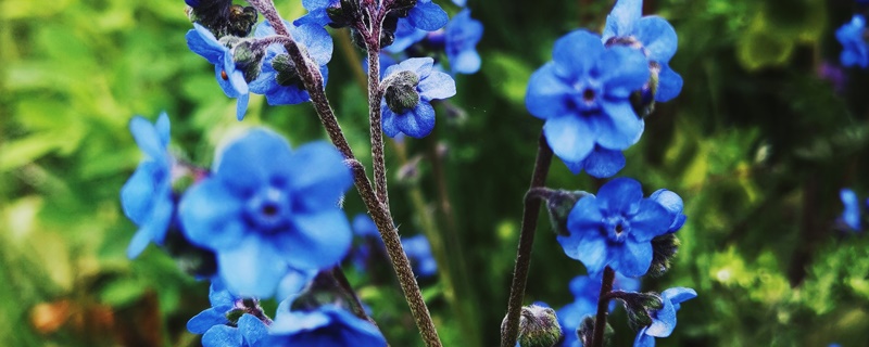 琉璃草花语